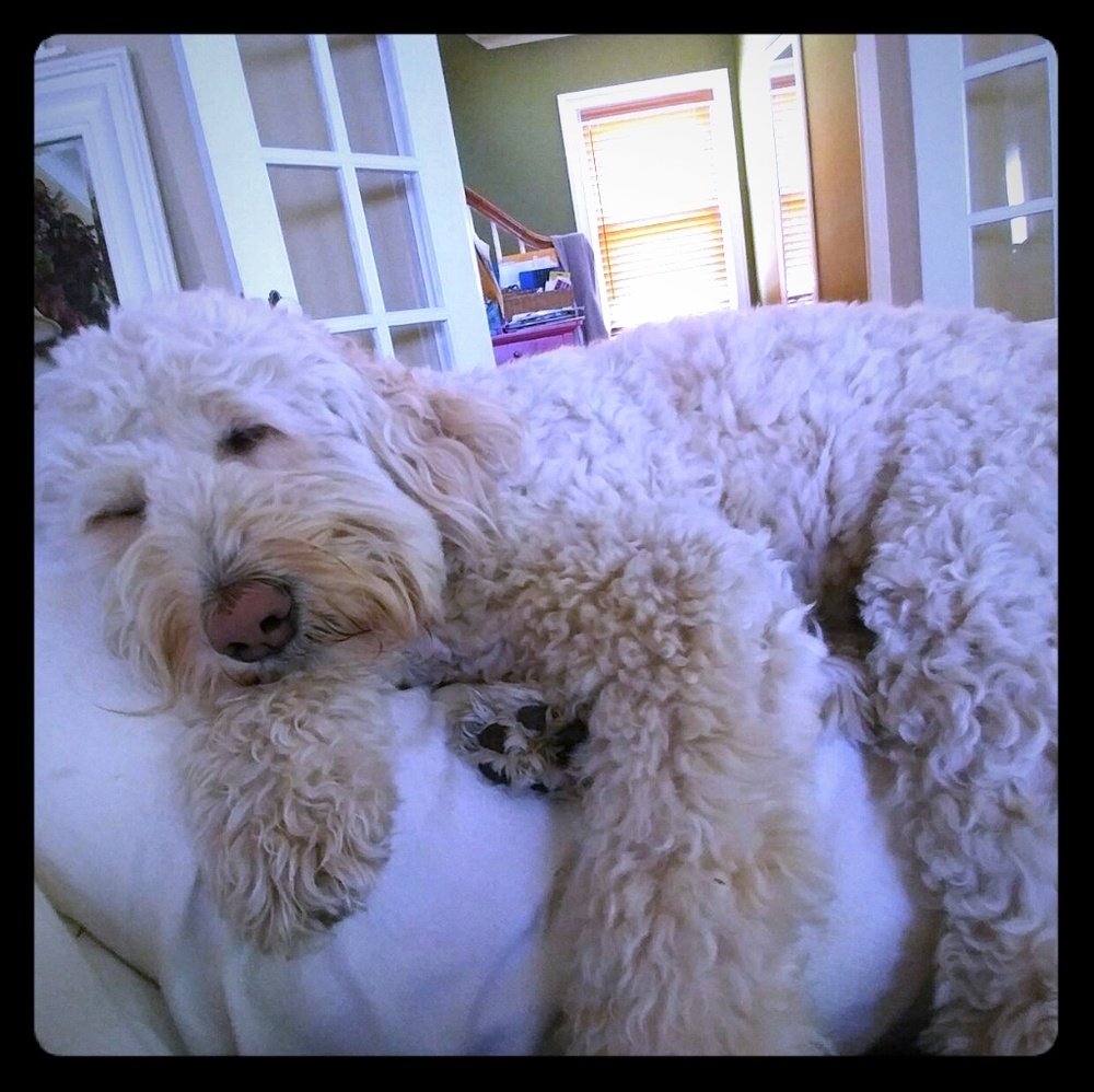 DON'T SLEEP ON IT. 🐶🐶